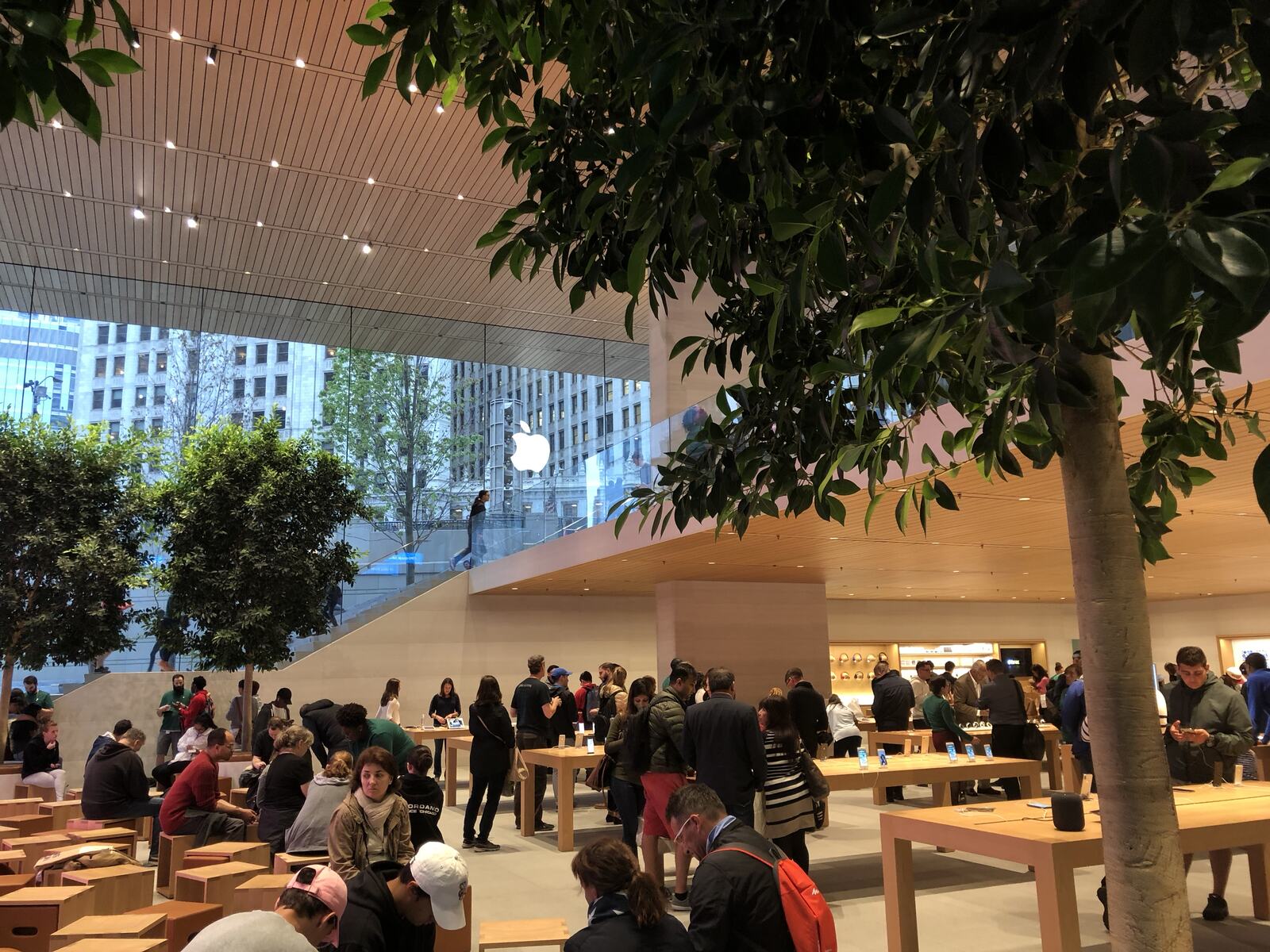 Trees growing inside a modern flagship, the city pressing on the glass.